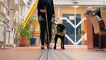 Blindenleitsystem, Person mit Blindenstock, Blindenführhund im Büro des BSVOÖ
